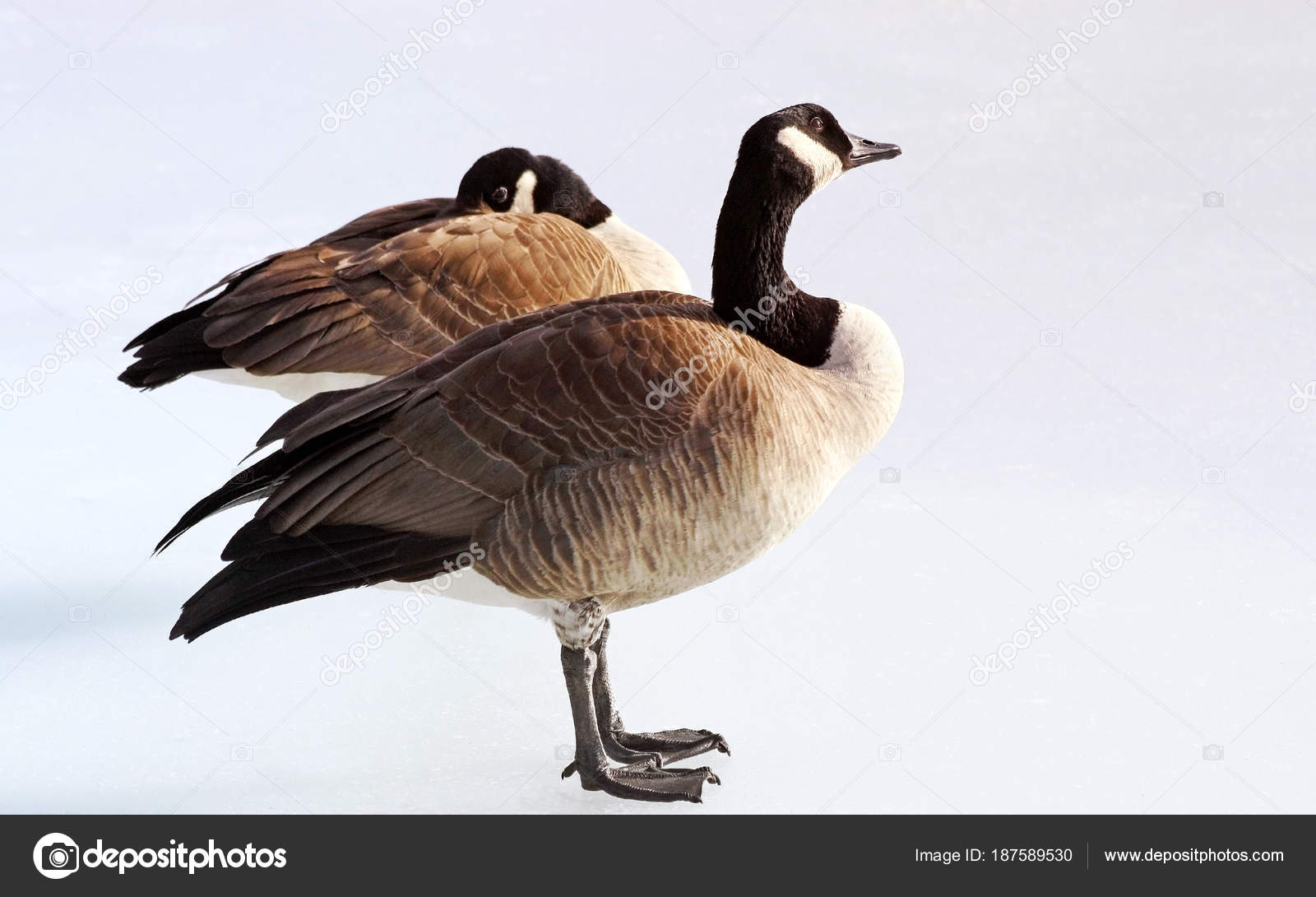 Canada Goose Coppia Canada Goose Coppia