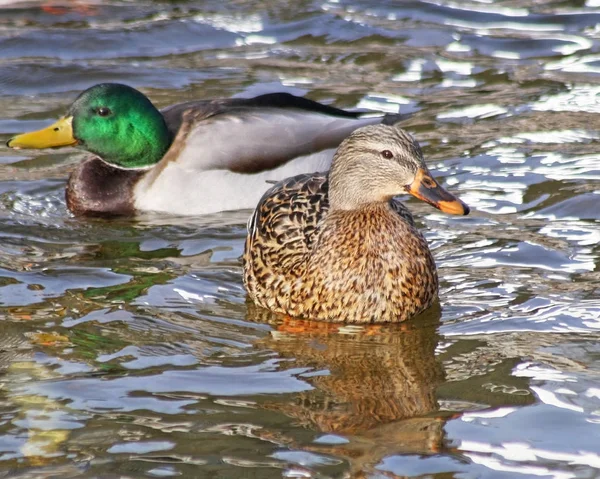 Mallard Hen Mallard Drake Nadando Águas Azuis Calmas — Fotografia de Stock