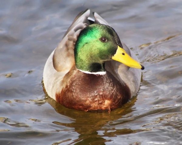 Close Mallard Duck Drake Swimming Calm Waters — Stock Photo, Image