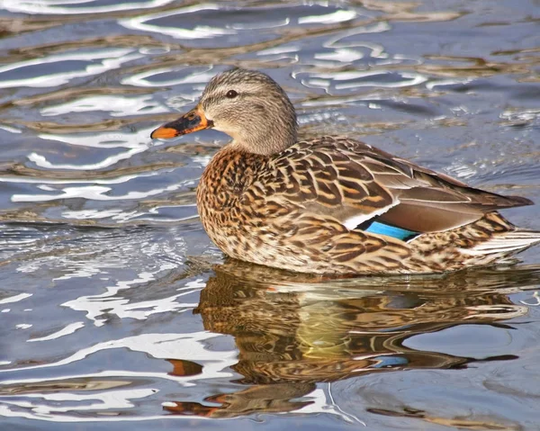 Tőkés Réce Női Úszás Nyugodt Vizek — Stock Fotó