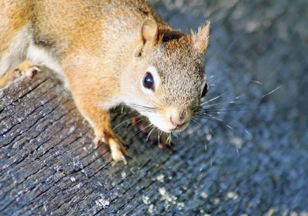 Das Rote Eichhörnchen Steht Auf Dem Boden Und Blickt Die — Stockfoto