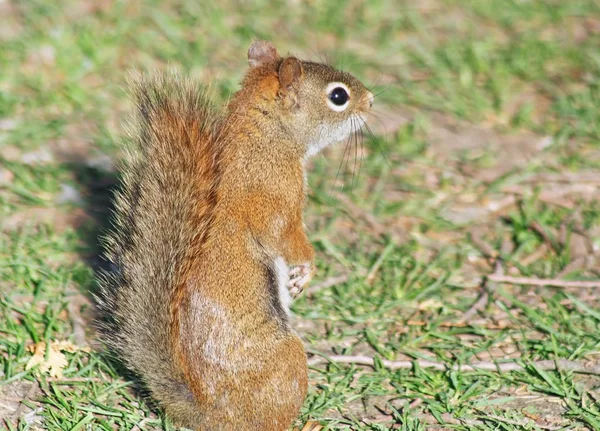 Red Squirrel Standing Hind Legs Erect Alert — Stock Photo, Image