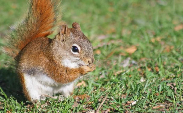 Tiny Red Squirrel Holding Eating Seeds — Stock Photo, Image