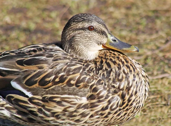 Primer Plano Una Hembra Pato Mallard Anidando — Foto de Stock