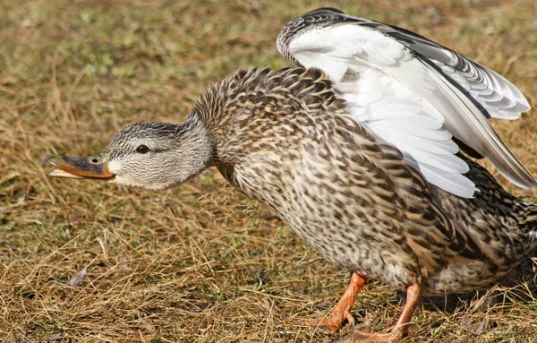 Mallard Pato Hembra Tener Buen Estiramiento — Foto de Stock