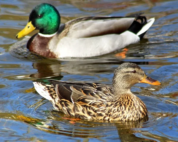 Mallard Duck Mates Swimming Together Beautiful Blue Waters — Stock Photo, Image