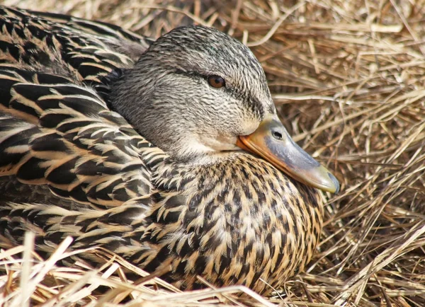 Nistende Stockenten Weibchen Legen Einem Nest Aus Getrockneten Gräsern — Stockfoto