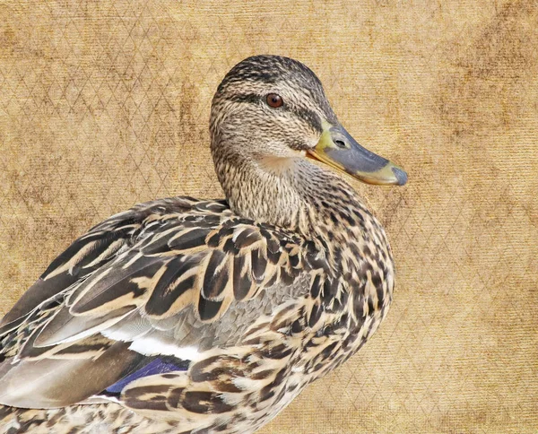 Close Mallard Duck Female Isolated Neutral Color Background — Stock Photo, Image