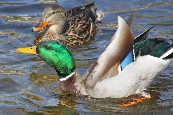 Mallard Duck Male Showing His Colorful Feathers His Mate Mating — Stock Photo, Image