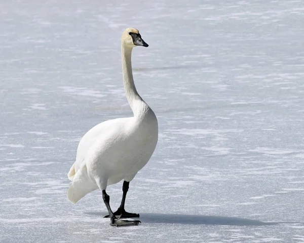 Wild Trumpeter Swan Its Distinctive Black Beak Walks Frozen Snow — Stock Photo, Image
