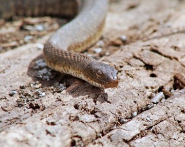 Su yılanı zemin üzerinde kaymaya 