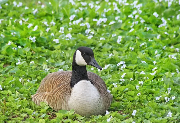 Närbild Kanadagås Fastställande Fältet Täckt Med Små Vita Blommor — Stockfoto