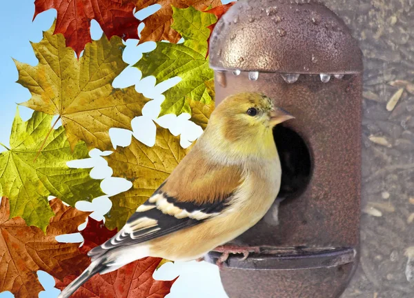 Yellow Finch Perched Outdoor Metal Bird Feeder Colorful Autumn Leaves — Stock Photo, Image