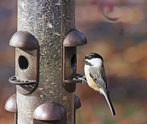 Black Capped Chickadee Perched Outdoor Feeder — Stock Photo, Image