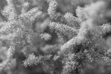 Gündüzleri bahçede çiçek