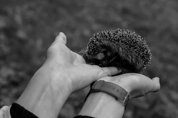 Hérisson assis dans les mains — Photo