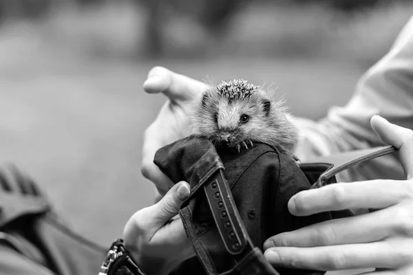 Hérisson assis dans les mains — Photo