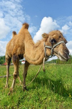 Deve alanına yürüyor