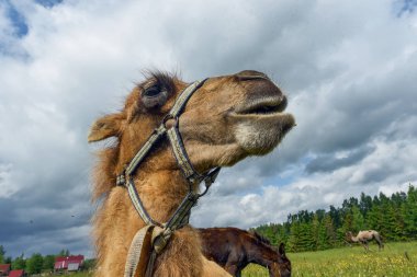 Deve alanına yürüyor