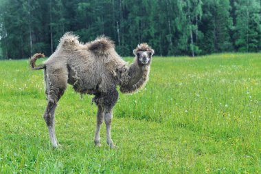 Deve alanına yürüyor