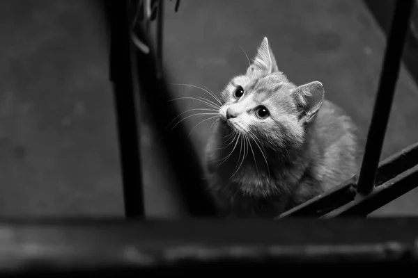 Een zwerfkat in het trappenhuis — Stockfoto