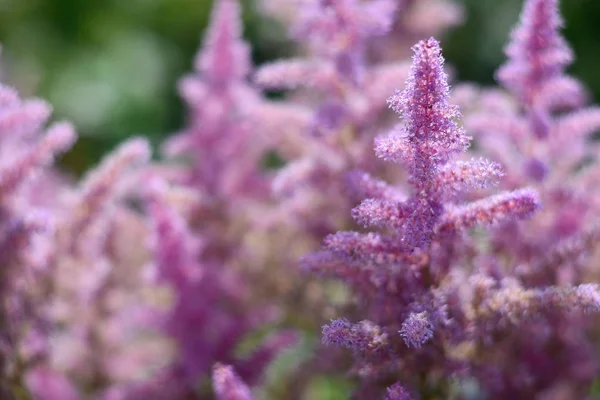 öğleden sonra bahçedeki güller