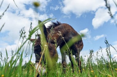 Alan günde otlatma eşek