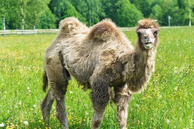 Deve alanına yürüyor