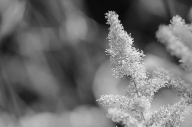 Gündüzleri bahçede çiçek