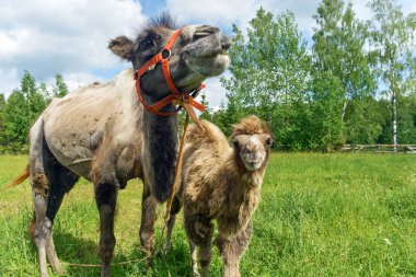 Deve alanına yürüyor