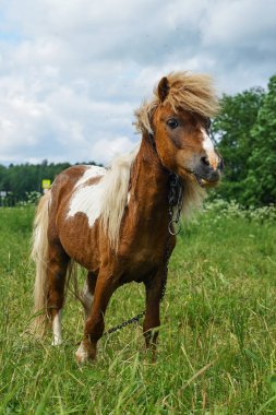 Alan günde otlatma midilli
