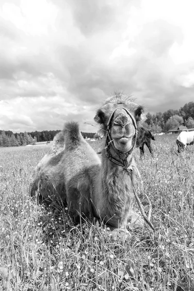 Camel, chodzenie w polu — Zdjęcie stockowe