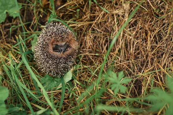 Hedgehog sitting in the grass — Stock Photo, Image