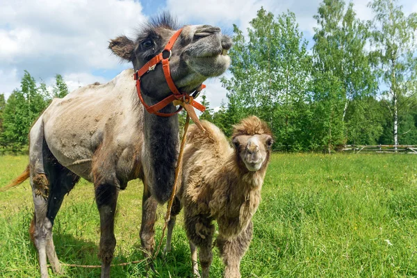 Deve alanına yürüyor