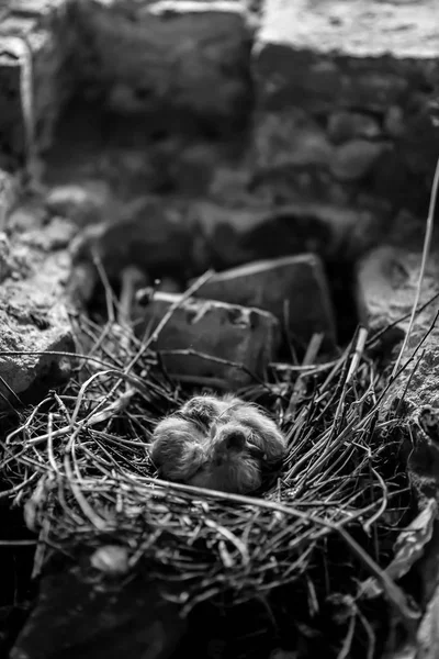 Petits poussins dans le nid — Photo