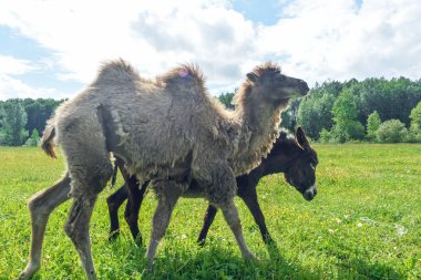 Deve alanına yürüyor