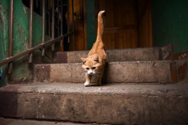 A yolunu yitirmek kedi merdivenlerinde