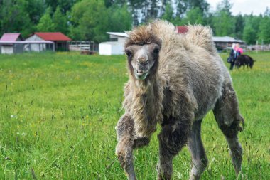 Deve alanına yürüyor