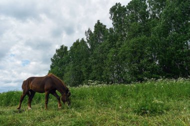 ATI alan günde otlatma