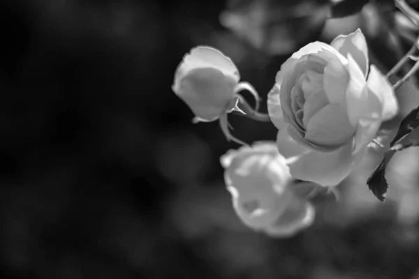 Flowers in the garden by day — Stock Photo, Image