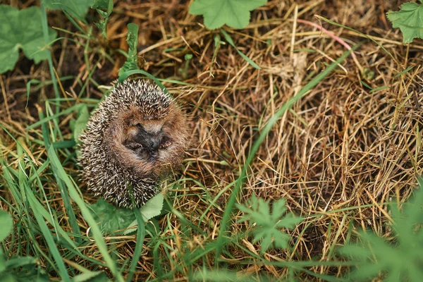 Hérisson assis dans l'herbe — Photo