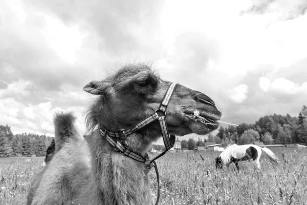 Camel, chodzenie w polu — Zdjęcie stockowe