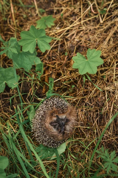 Otların arasında oturan kirpi — Stok fotoğraf