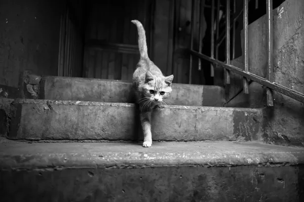 Um gato vadio nas escadas — Fotografia de Stock