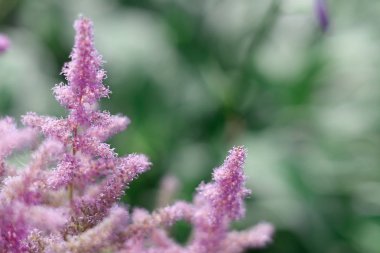 öğleden sonra bahçedeki güller