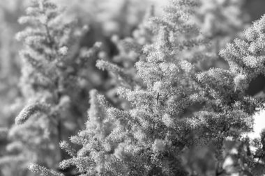 Gündüzleri bahçede çiçek