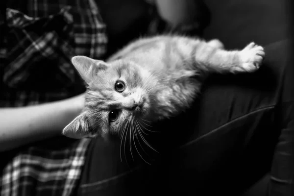 A stray cat in the stairwell — Stock Photo, Image