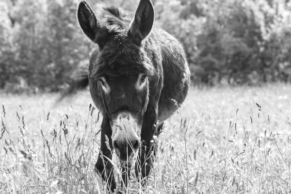 Alan günde otlatma eşek