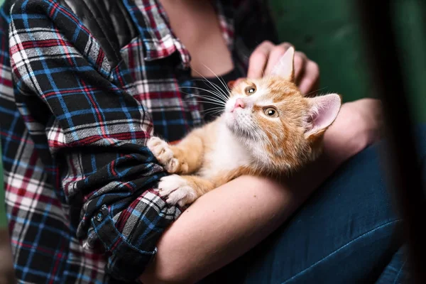 Kızlar elinde yavru kedi