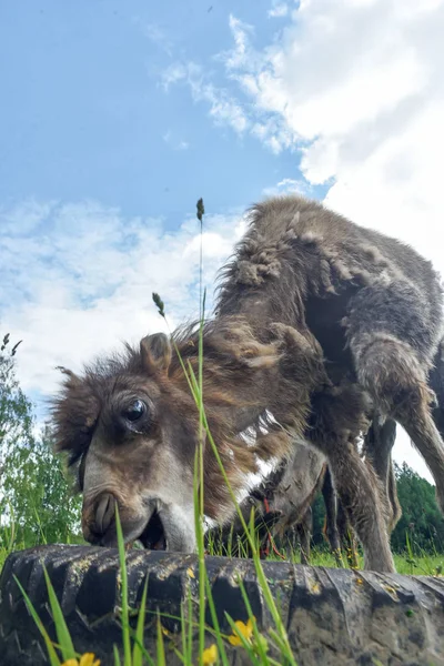 Camel, chodzenie w polu — Zdjęcie stockowe